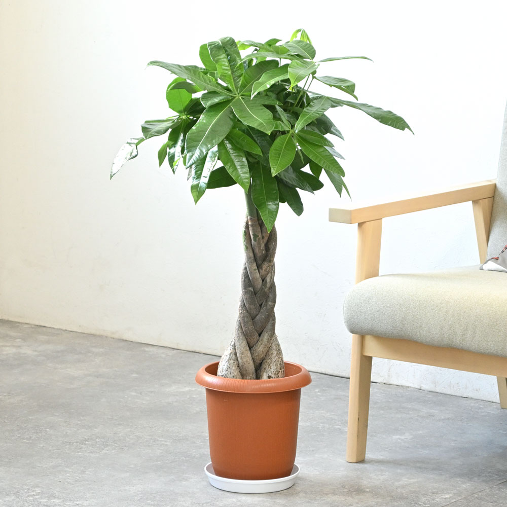 観葉植物 本物 パキラ 7号鉢 鉢カバーオプション大型 お祝い 開店祝い