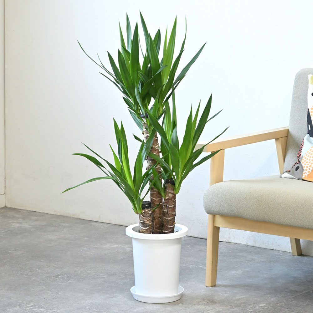 観葉植物 本物 ユッカ・エレファンティペス 7号鉢 鉢カバーオプション