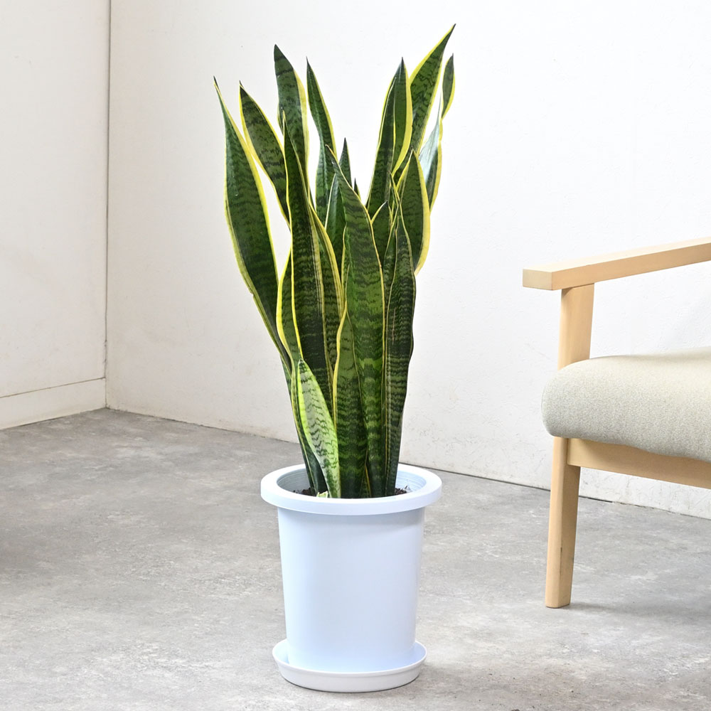 観葉植物 本物 サンスベリア・ローレンティー 8号鉢 大型 通販 人気