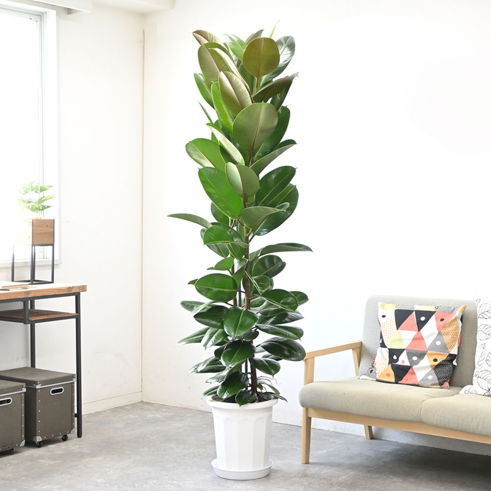 観葉植物 本物 ゴムの木 フィカス ロブスター 10号鉢 大型 室内用