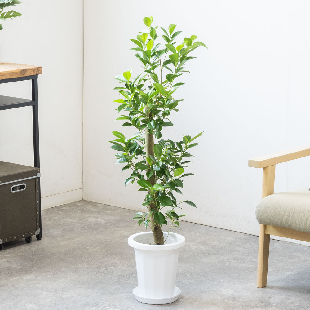 観葉植物 本物 ガジュマル 7号鉢 多幸の木 大型 室内用 インテリア