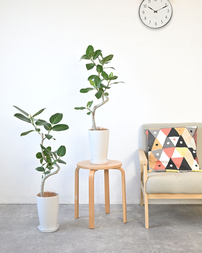 観葉植物 本物 ベンガルボダイジュ（フィカス・ベンガレンシス）曲がり