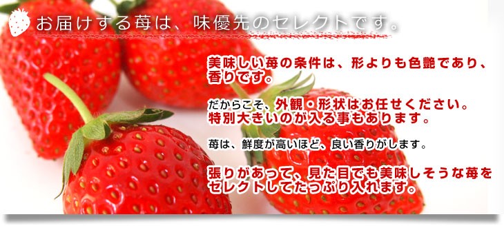 栃木県より産地直送 渡辺さんちのTちゃんいちご(とちあいか) 350g以上
