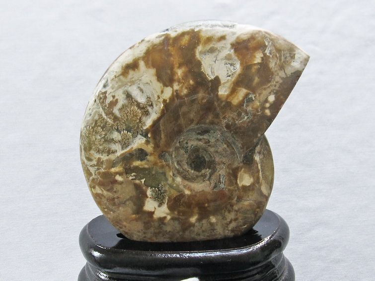 虹入り アンモナイト 化石[t570-4414]