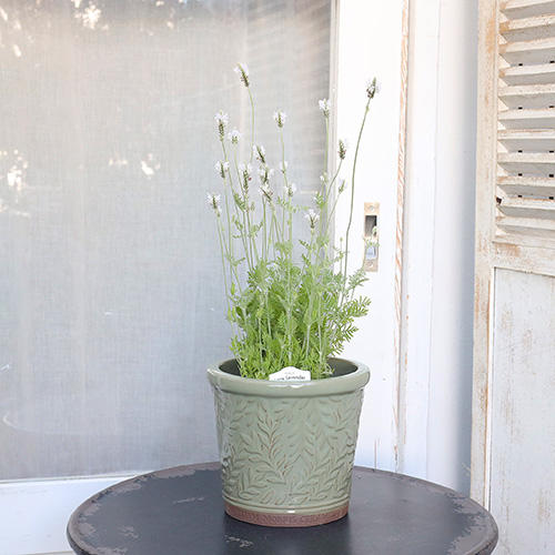 ガーデニング雑貨 陶器鉢 ウィリアムモリス パルナスポット Sサイズ