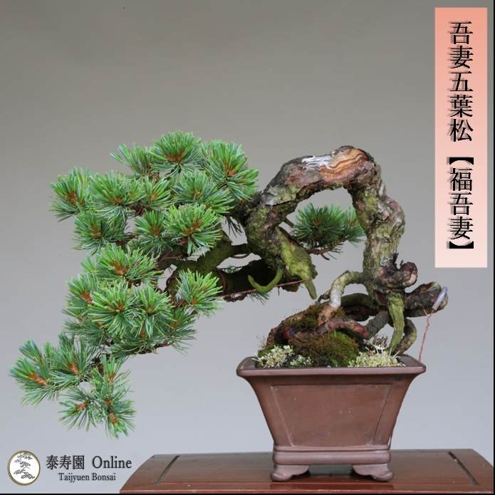 盆栽 八房品種 吾妻五葉松『福吾妻』小品盆栽 根上り懸崖づくり 【泰寿