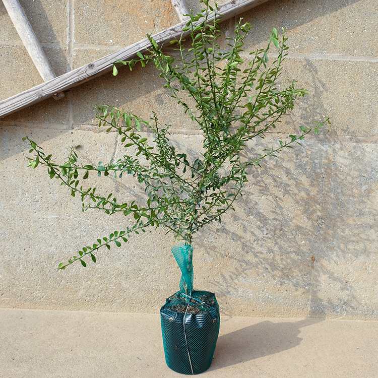 フィンガーライム樹高0.3m前後 13.5cmポット 苗木 1年生 1本で実がなる