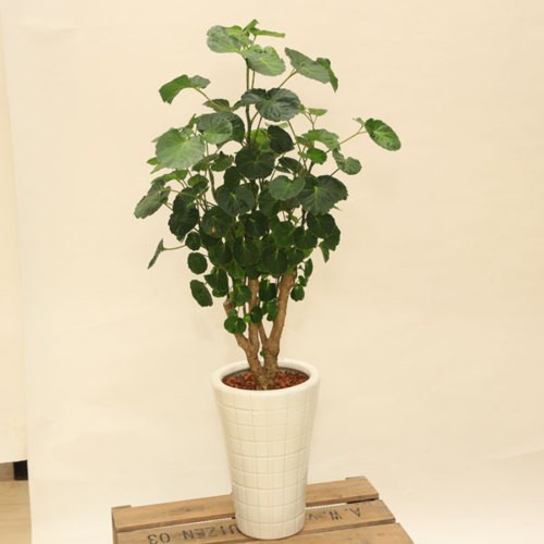 観葉植物：ポリシャス タイワンモミジ*陶器鉢 受皿付 バーク 品種選べ