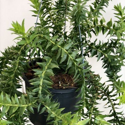 観葉植物:フペルジア ゴエベリー*吊り鉢 : 遊恵盆栽 Yahoo!店 - 通販