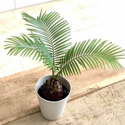 おしゃれ 観葉植物：ソテツ*蘇鉄 4号 プラポット : 遊恵盆栽 Yahoo!店