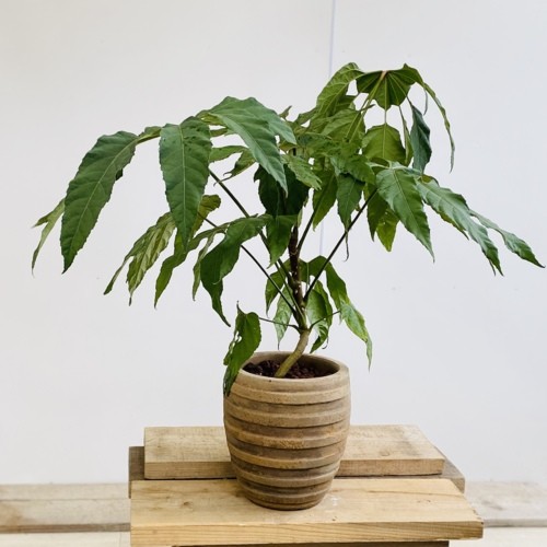 おしゃれ 観葉植物：トレベシア パルマータ*スノーフレークプラント