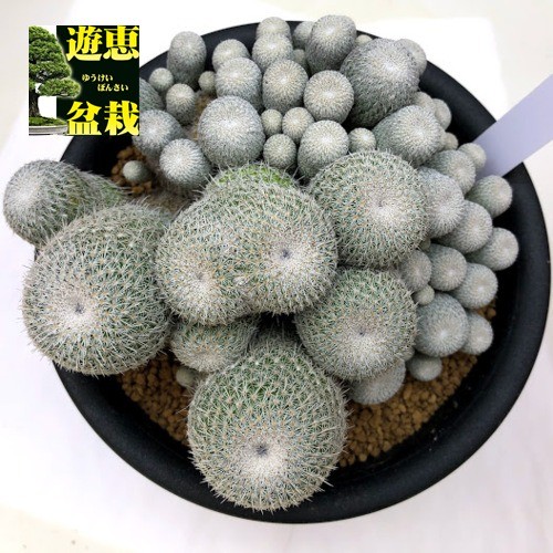 サボテン：エピテランサ かぐや姫*幅14cm 現品！一品限り : 遊恵盆栽