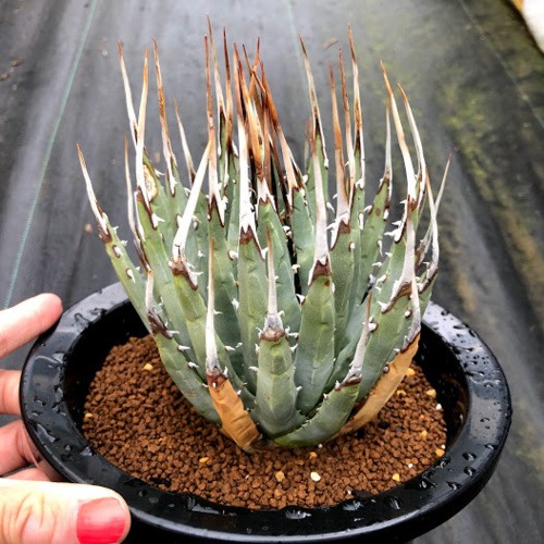 多肉植物：アガベ ユタエンシス ネバデンシス 青磁炉*幅*幅12cm 現品