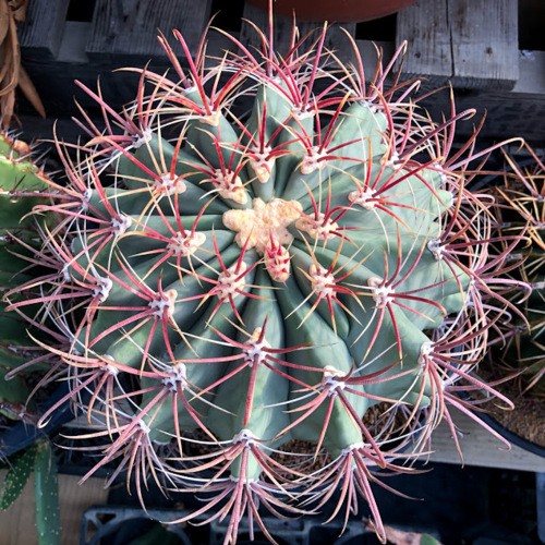 サボテン：フェロカクタス 江守*幅26cm 現品！一品限り : 遊恵盆栽