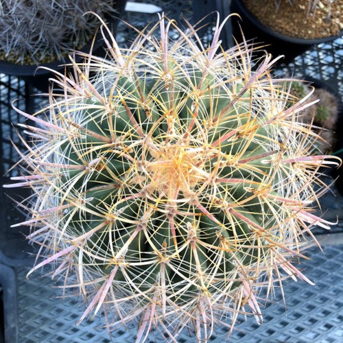サボテン：フェロカクタス 白鳥丸*幅17cm 現品！一品限り : 遊恵盆栽