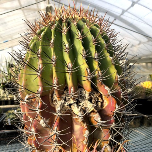 サボテン：フェロカクタス 江守*幅20cm 現品！一品限り ※株の側面に