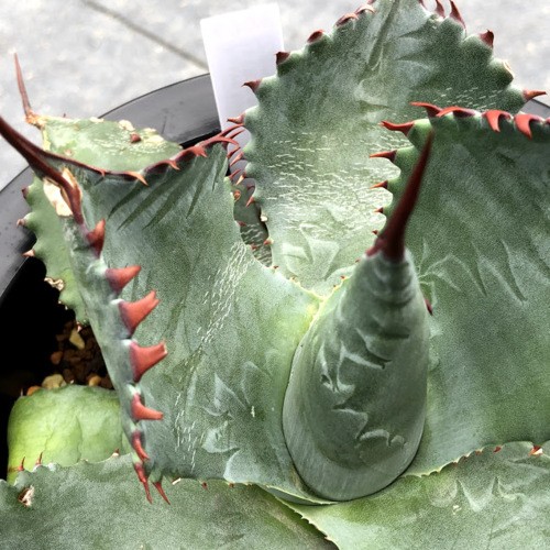 多肉植物：アガベ イシスメンシス×パラサナ*幅18cm 現品！一品限り