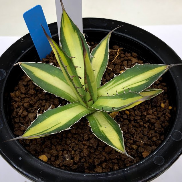 多肉植物：アガベ ホリダ錦*幅33cm 現品！一品限り : 遊恵盆栽 Yahoo