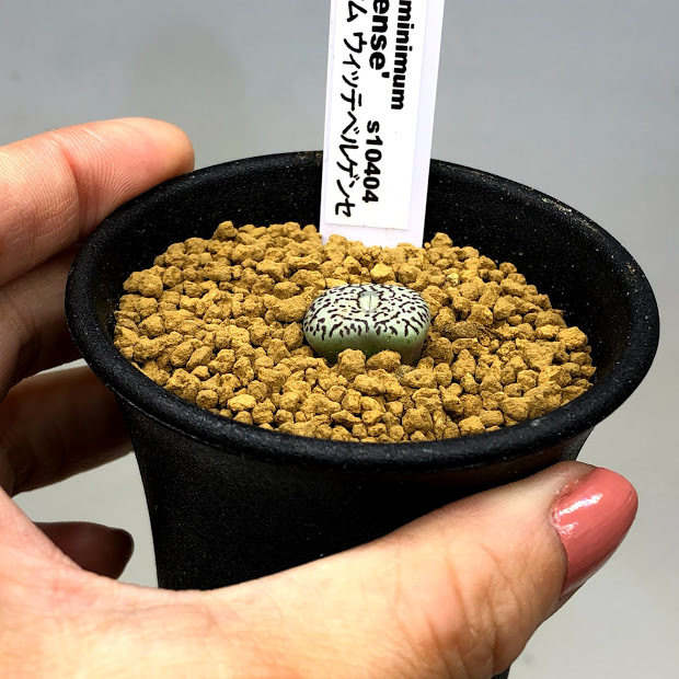 多肉植物：コノフィツム ミニマム ウィッテベルゲンセ*幅1.5cm