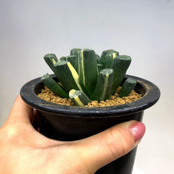 多肉植物：ハオルチア 万象錦*幅7.5cm 現品！一品限り : 遊恵盆栽