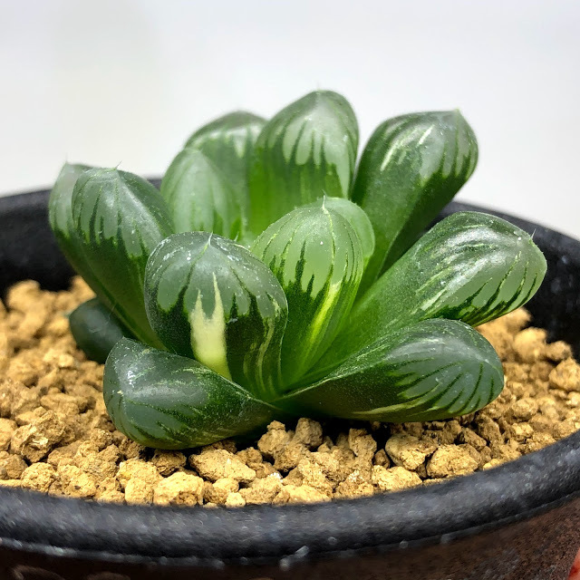多肉植物：ハオルチア 濃緑肌オブツーサ錦*幅4cm 現品！一品限り