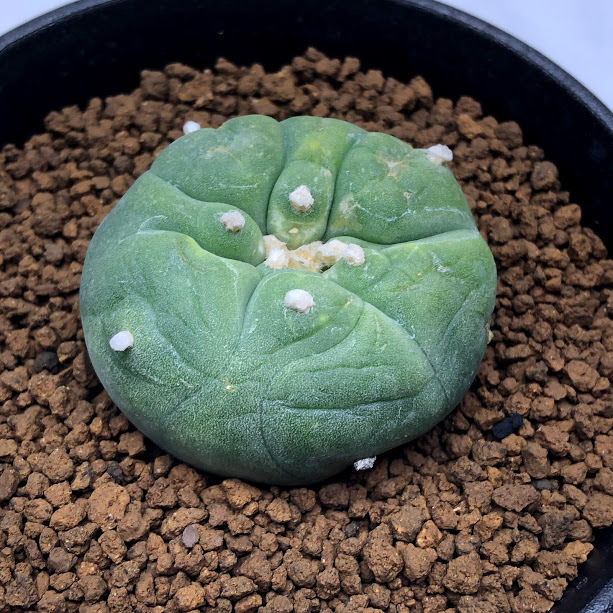 サボテン：ロフォフォラ ディフューサ 翠冠玉 富岡タイプ*幅4cm 現品