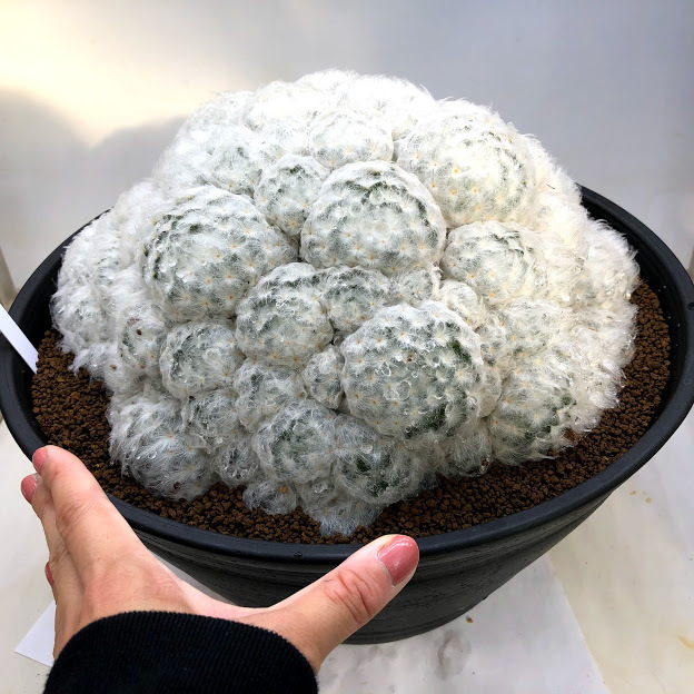 サボテン：マミラリア 白星群生*幅27cm 現品 一品限り : 遊恵盆栽