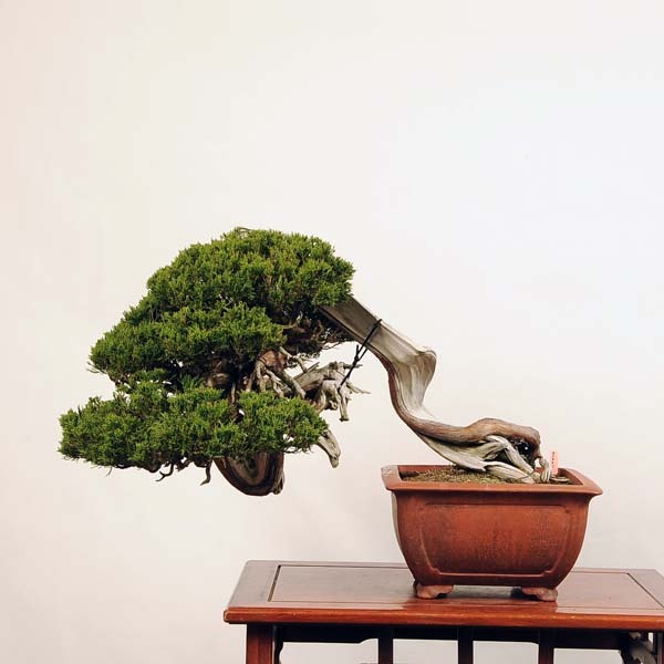 大品盆栽：特選糸魚川真柏*【大型ヤマト便配送】現品 しんぱく