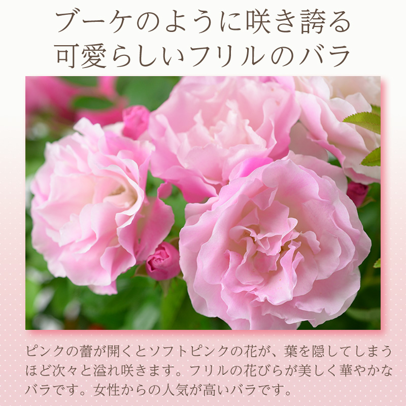 母の日 花 バラ 鉢植え ギフト 1色植え 幻の薔薇 ピンクサマースノー 6