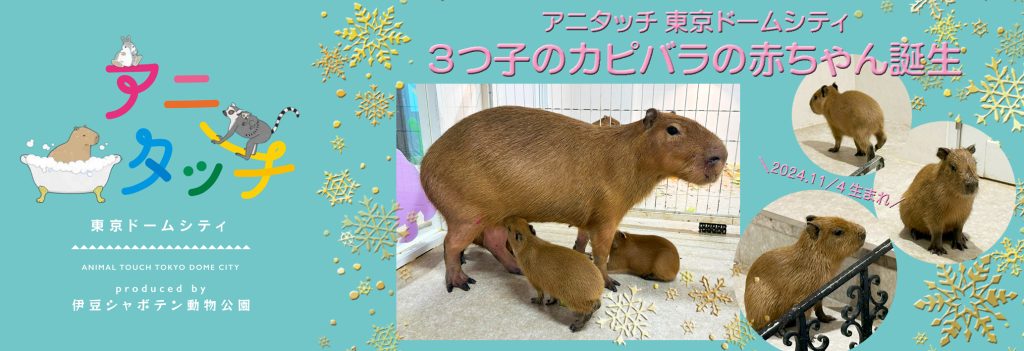 アニタッチ 東京ドームシティ」3つ子のカピバラの赤ちゃんが誕生