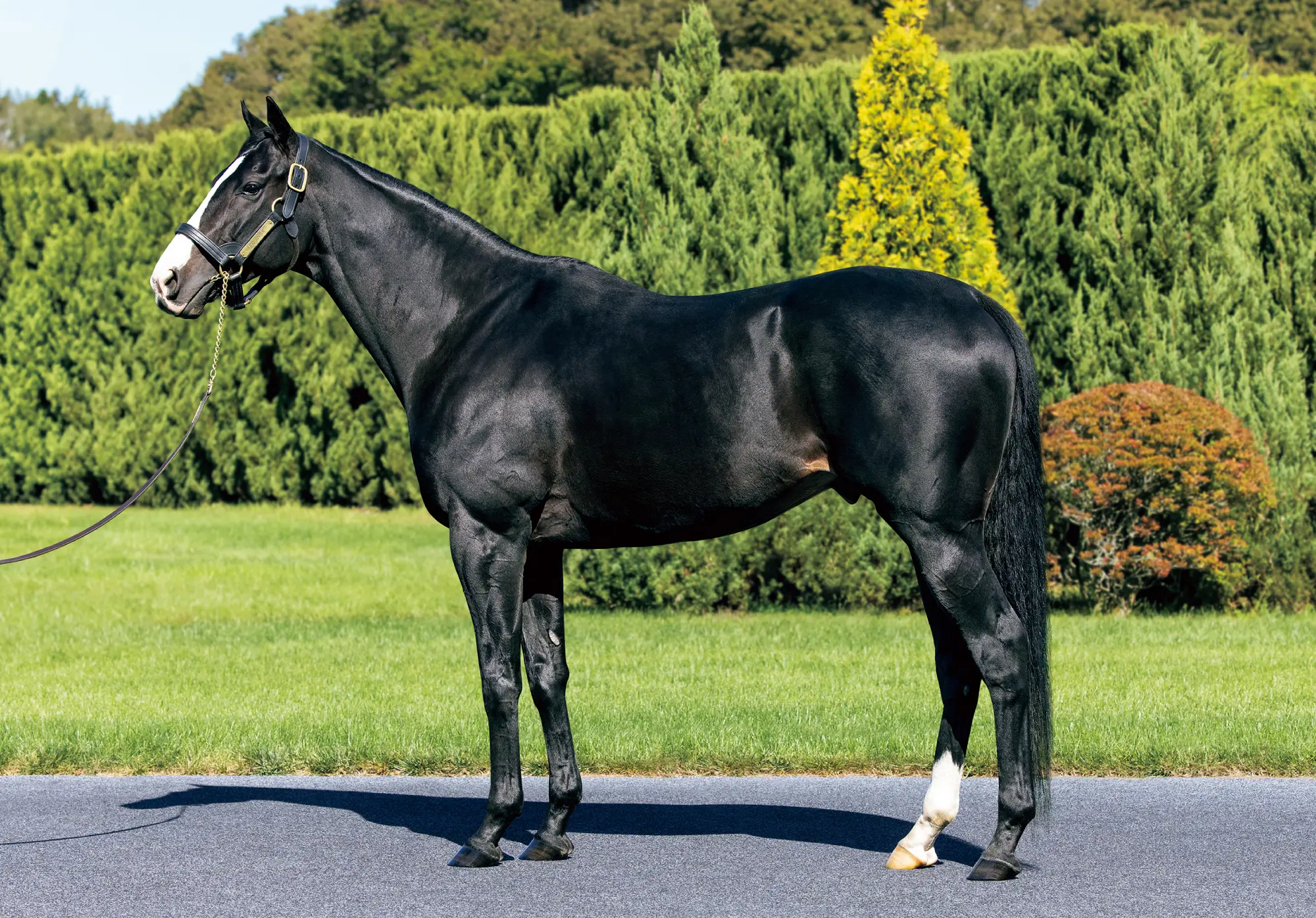 社台スタリオンステーション