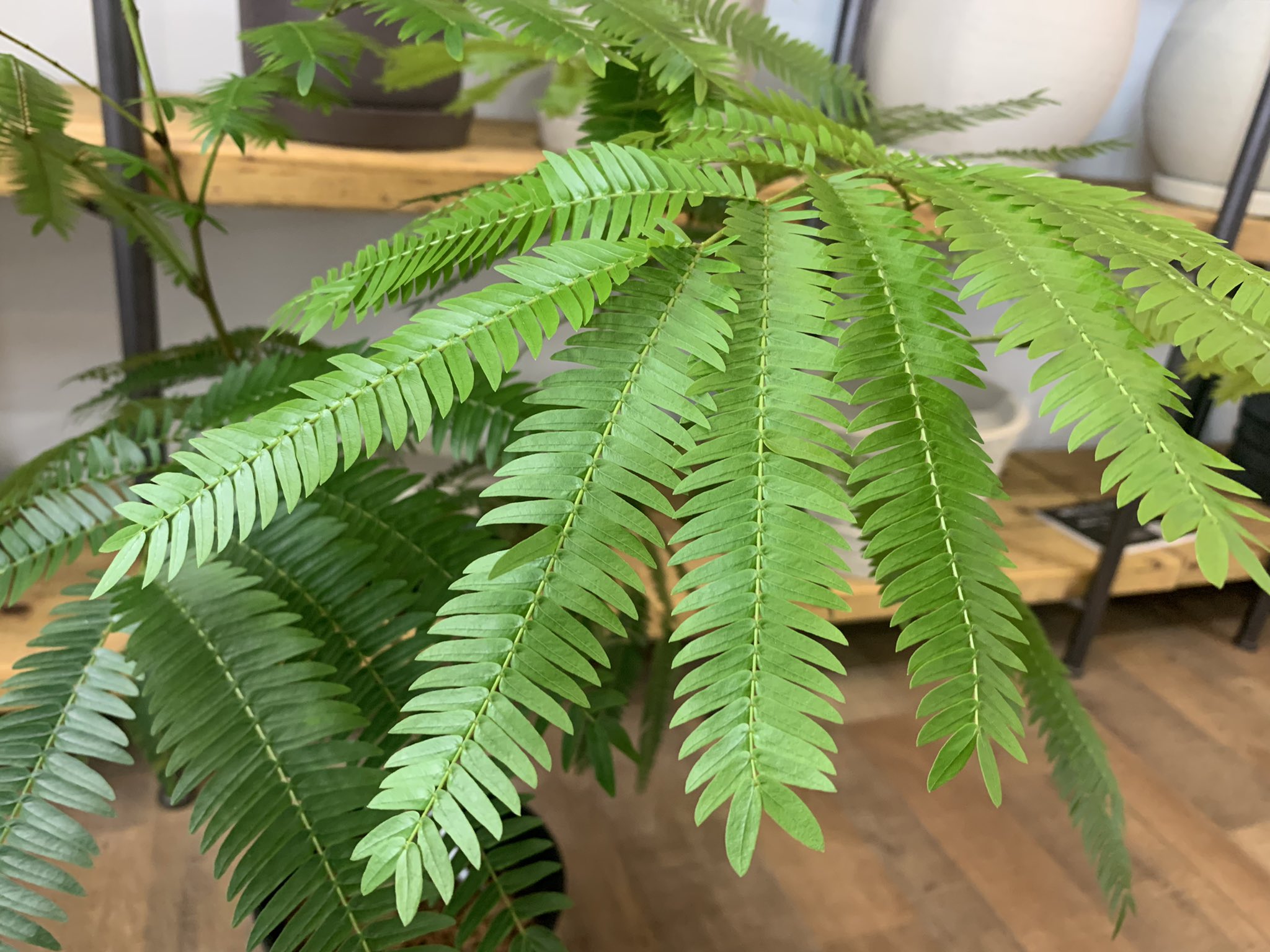 エバーフレッシュの育て方：西宮市室内での土・肥料・水やり| シード