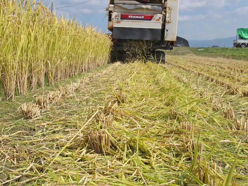 自然栽培米での肥料分とは！｜無肥料栽培でできるのか？ | 達人の自然