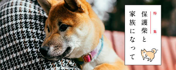 柴犬ライフ ストア | 柴犬ライフ [Shiba-Inu Life]
