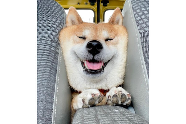 座席の間にムギュッと挟まる柴犬が焼きたての食パンすぎた。 | 柴犬