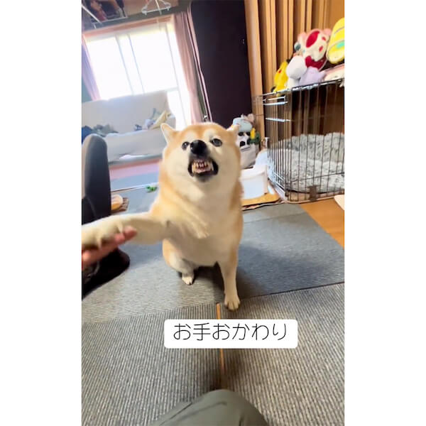反抗期なの？怒りながらお手をする柴犬に「どんな感情なん」「忙しい