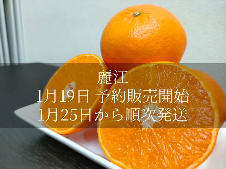 ブログ | 重（しげ）さん家の美味しいみかん