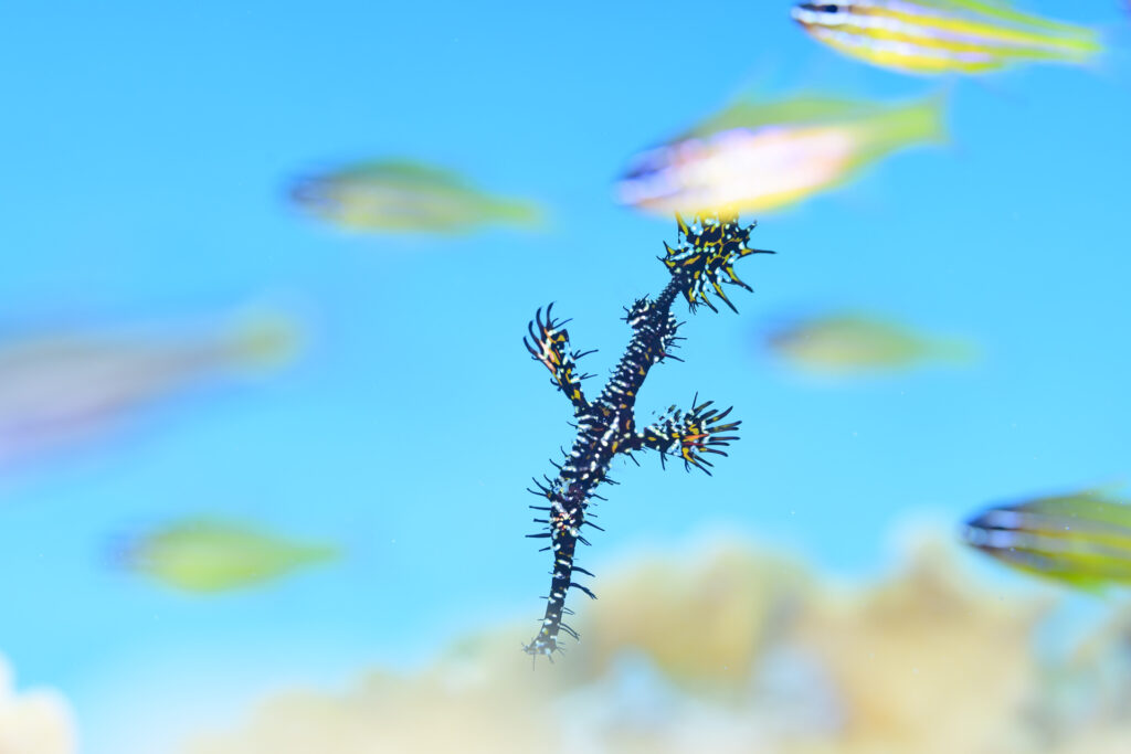 秋の奄美大島でマクロ三昧！のんびりじっくり撮影するには最高の海