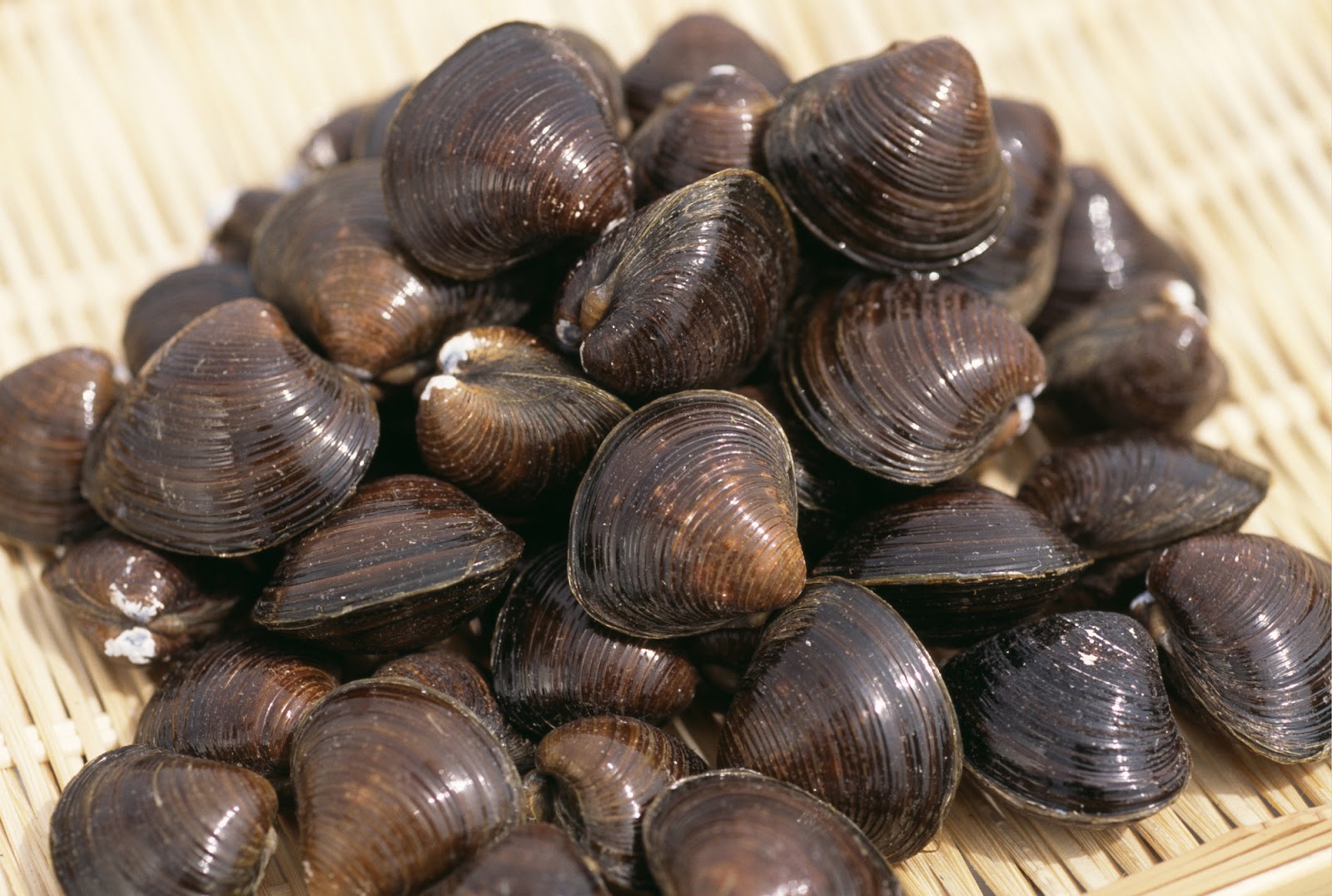 基礎知識「しじみとは」漁師が語るしじみの全て - しじみの特徴 | 嶋田