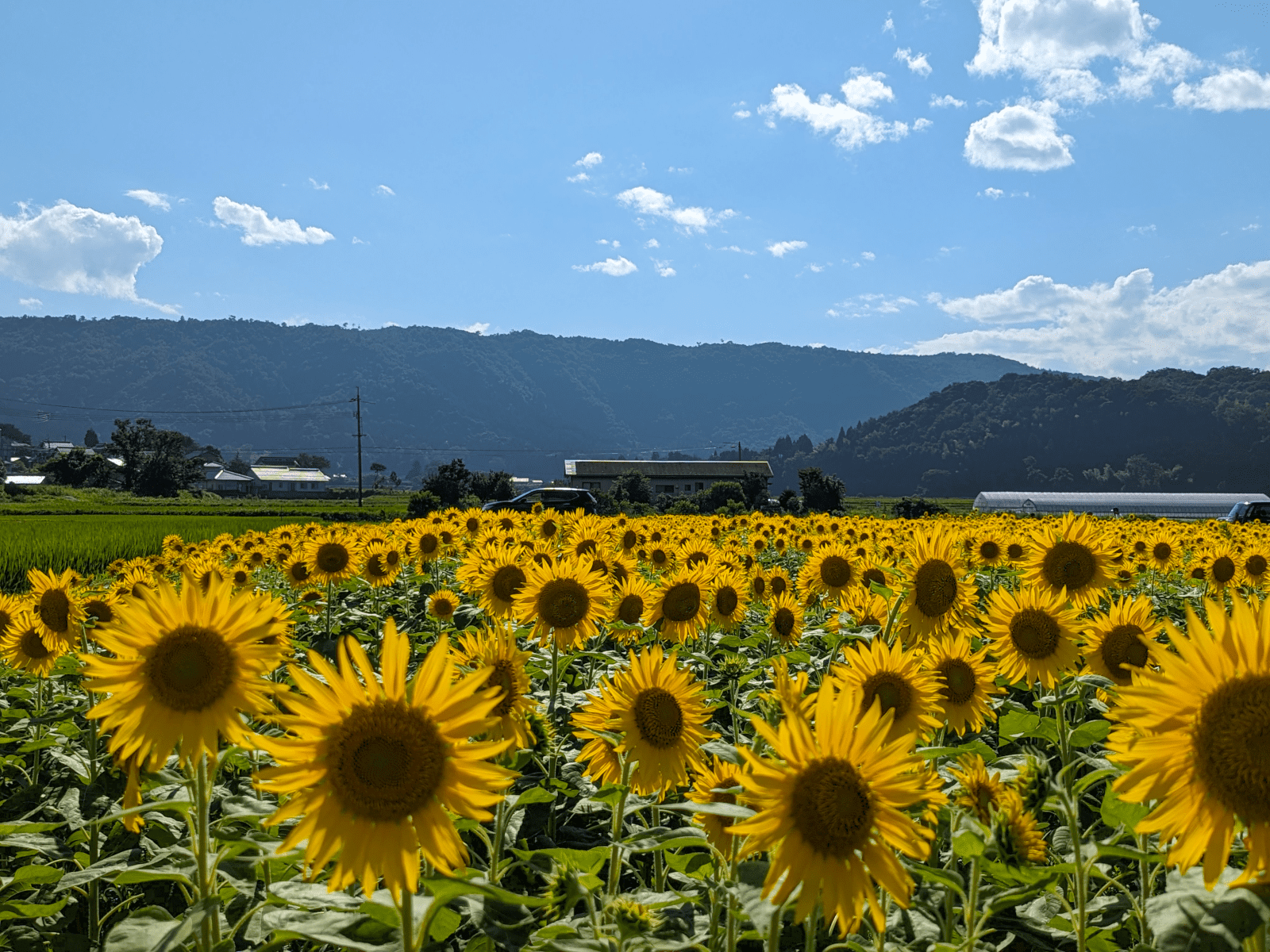 ひまわりが満開です