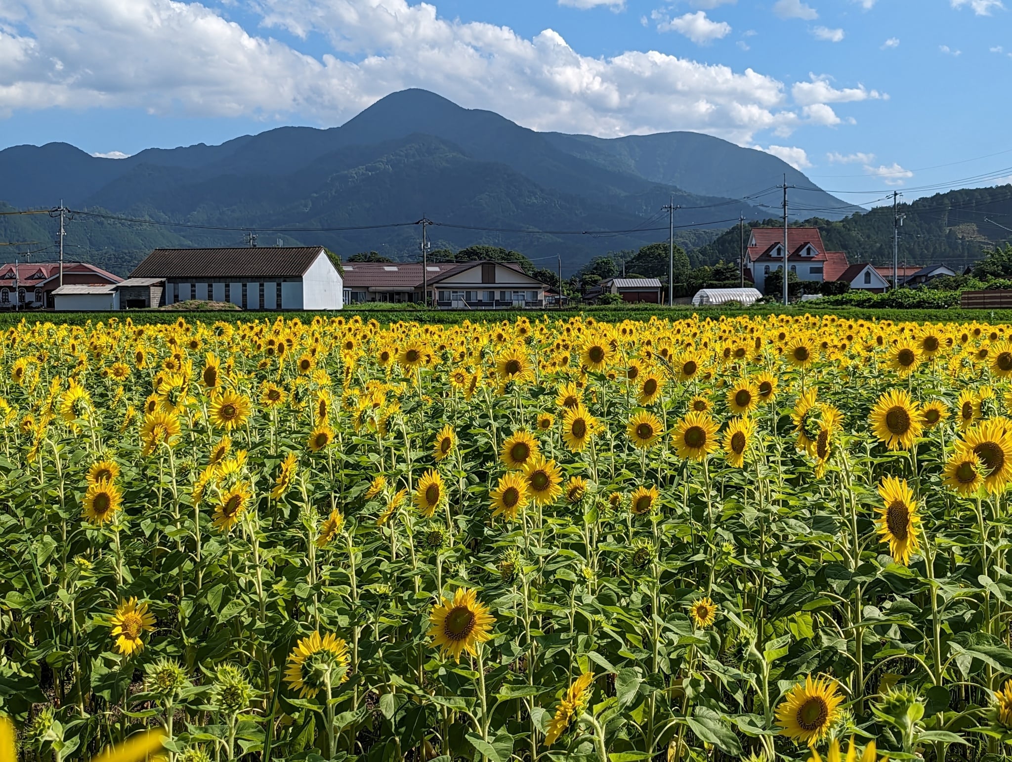 ひまわりが満開です