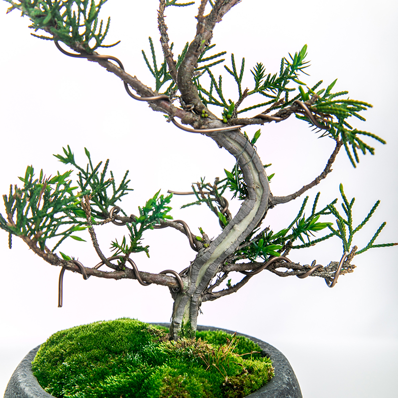 真柏 | 株式会社 四季彩グリーン