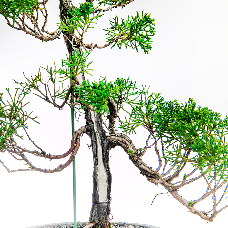 真柏 | 株式会社 四季彩グリーン