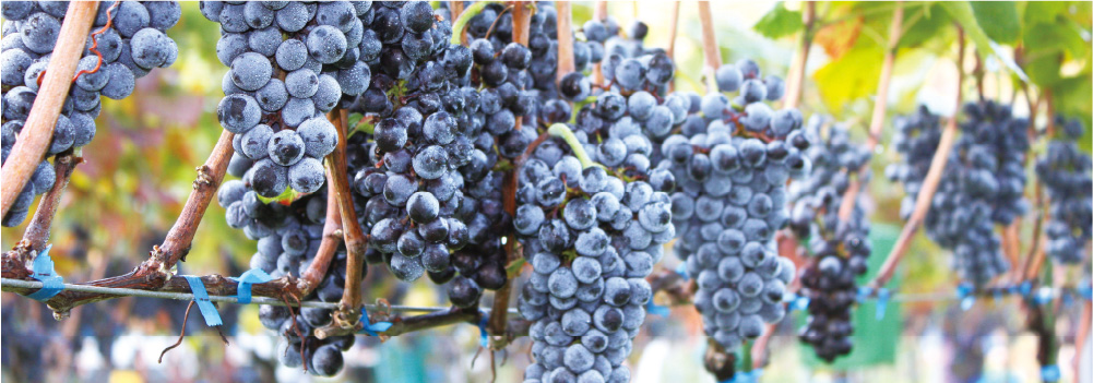 サンマモルワイナリー】津軽ワイン ブラッシュ2023 | wine&～くらしを