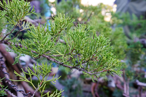 糸魚川真柏とは | 糸魚川真柏活用プロジェクト