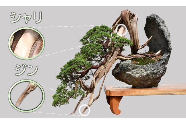 糸魚川真柏とは | 糸魚川真柏活用プロジェクト
