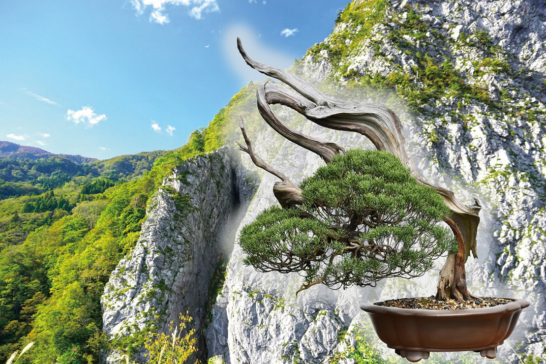 What is the Itoigawa Shimpaku? | Itoigawa Shimpaku Project