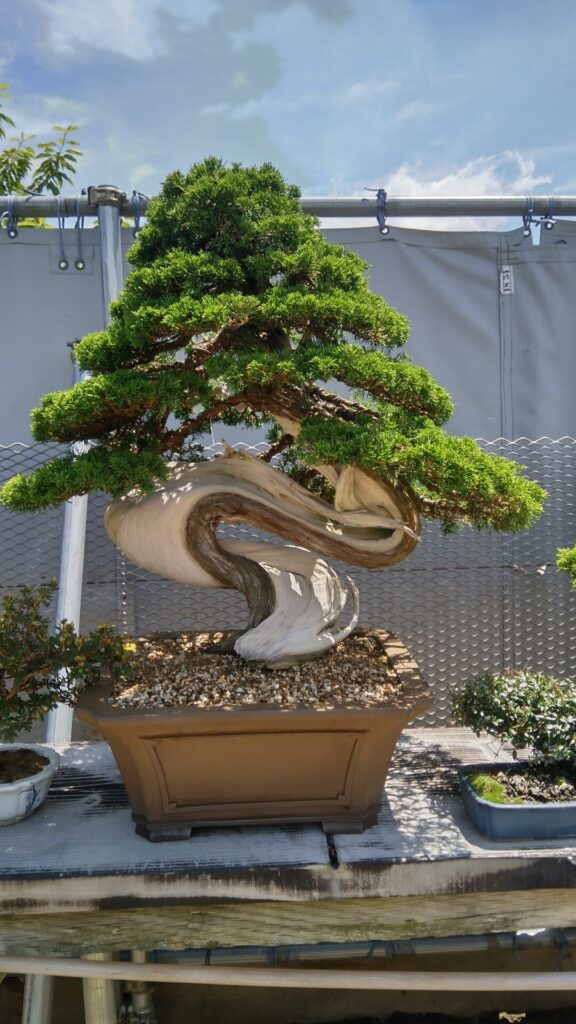 盆栽の樹形を知って、魅力的な世界に足を踏み入れよう！ - 東松島市真