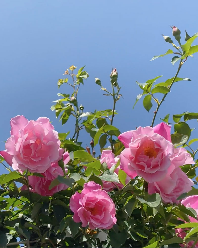 スパニッシュ ビューティ ｜バラ苗の通販の篠宮バラ園