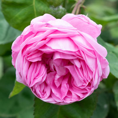 Haviland ローズセンティフォリア 19センチ 2枚セット Haviland ローズ